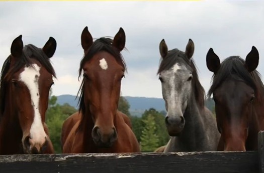 黄金甲体育-瓦兰透露与掘金新队友约基奇交流细节：对话围绕马术展开